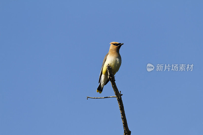 雪松蜡翼(Bombycilla cedrorum)栖息在一棵树上